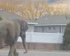 Elefante se escapa del circo y deambula por las calles de Montana; se asustó por fuga de vehículo