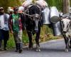 MinAgricultura anuncia medidas para enfrentar crisis en el sector lácteo, ¿serán suficientes? – .