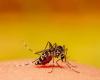 “Se han encontrado ejemplares del mosquito transmisor (…) es una situación importante a tomar en cuenta” – .