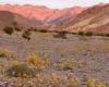 ¿Superfloración? El Valle de la Muerte en California está cubierto de flores silvestres – .