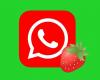 Whatsapp | Cómo activar el “modo fresa” en la aplicación | Fresas | Truco 2024 | nnda | nnni