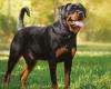 Familia busca desesperadamente a su perro Rottweiler perdido en Santiago de Cuba – .