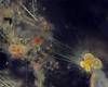 El comportamiento del plancton puede predecir extinciones marinas – .
