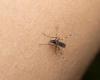 Cuatro puntos claves para detectar el mosquito que propaga la enfermedad