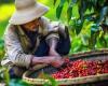 Agricultores vietnamitas estresados ​​por la volatilidad de los precios del café – .