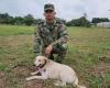 ¡Un héroe! Canino salvó a soldados de explosivos en Guaviare