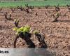 La Rioja se prepara para la cosecha verde y busca profesionales en ingeniería agrónoma