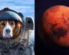 La NASA anunció que enviará un “perro” a Marte – .