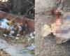 Encuentran más restos de perros en plena calle en San José de Las Lajas