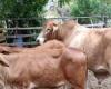Más de 10 cabezas de ganado mueren diariamente en el Cesar por intenso verano