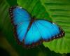 Conoce el significado profundo de que una mariposa azul aparezca en tu casa
