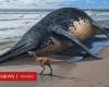 ¿Cómo era el antiguo reptil marino del tamaño de dos autobuses cuyo fósil fue encontrado en una playa del Reino Unido? – .