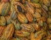 Los precios del cacao alcanzaron récord en medio de la escasez – .