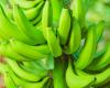 El llamado de Magdalena en el Día Internacional del Banano – .