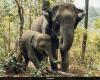 Mujer de 70 años muere pisoteada por un elefante rebelde en Tamil Nadu: policías