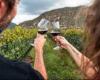 conozca los mejores sabores de vino de la región – .