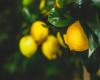 Los mejores fertilizantes para cultivar nuestro limonero
