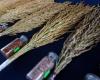 El precio máximo de venta de semillas de padi certificadas según el programa IBPS entrará en vigor el 15 de abril.