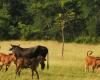 La “mano dura” contra ganaderos da resultados en Las Tunas, afirman autoridades