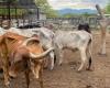 Más de 13.000 cabezas de ganado han muerto por escasez de agua entre Atlántico, Magdalena y La Guajira