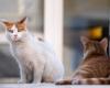4 trucos para evitar que el gato se escape de tu casa