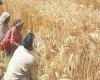 “Baluchistán fija el mismo precio del trigo que Sindh para frenar el contrabando – Empresas –”.