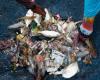 Informe ambiental de la ONU advierte que el planeta se está ahogando en residuos plásticos – Juventud Rebelde – .