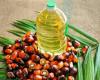 El aceite de palma cede ganancias en medio de una mayor producción esperada y un petróleo más débil – Mercados –.