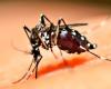 La epidemia de dengue no cesa y Santiago del Estero ya superó los 10 mil casos