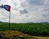 Aplican métodos experimentales en cosecha de banano en Holguín para incrementar rendimientos › Cuba › Granma – .