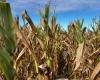 Pérdida millonaria en Córdoba por avance del saltahojas en cultivos de maíz