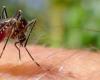 Se confirman dos muertes más por dengue y ya son 23 los decesos
