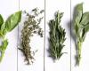 Cómo limpiar los pulmones con estas 3 hierbas con propiedades depurativas y antiinflamatorias | Salud