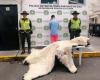 ¿Qué hacía una piel de oso polar en un mercado de Colombia?