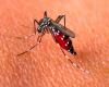 Ascendió a 238 el número de personas fallecidas por dengue en Argentina