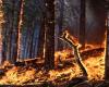 Uttarakhand: Garhwal y Kumaon están lidiando con incendios forestales; se reportaron seis incidentes en las últimas 24 horas