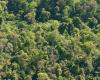 ¿Cuánto carbono pueden almacenar los bosques nativos? – .