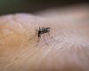 Cómo diferenciar el mosquito del dengue del mosquito común, según expertos
