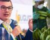 Bananeros del Magdalena exigen un mercado más justo y rentable