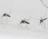 Crece la amenaza de los mosquitos que transmiten dos cepas al mismo tiempo