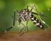 Se reportaron 2.072 nuevos casos de dengue en Entre Ríos – .