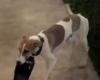 Filtran video que generó preocupación por Arturo, el perro que “cuidan” en Gran Hermano