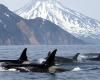Los científicos presencian cómo los cachalotes utilizan excrementos para defenderse de las orcas