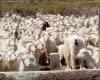 Descubrí cómo conviven vida silvestre y ganadería en Neuquén – .