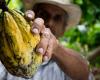 Experiencias de sustitución de cultivos de coca por cacao – .