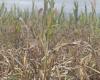 El “saltahojas” ya causó daños totales al maíz en el sur de Salta