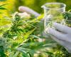 Desarrollan curso sobre uso medicinal de Cannabis Sativa para capacitar a profesionales de la salud y cultivadores de Misiones