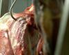 Fuerte aumento de las exportaciones de carne vacuna en el primer trimestre del año – .