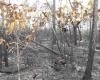 Gran incendio forestal se da por extinguido en Pinar del Río › Cuba › Granma – .