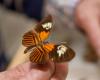 La sorprendente mariposa amazónica surgió de un inusual y antiguo evento híbrido